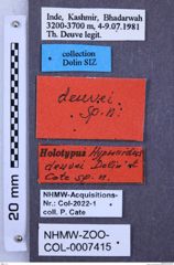 Etiketten zu Hypnoidus deuvei (NHMW-ZOO-COL-0007415)